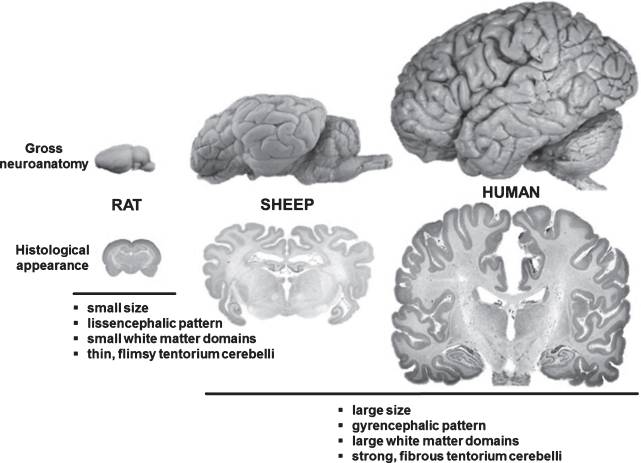 Recent progress in translational research on neurovascular and neurodegenerative disorders