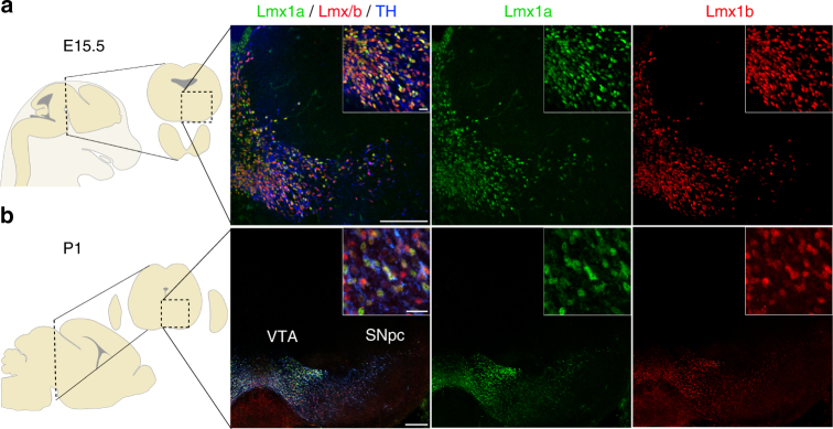 Transcriptional repression of Plxnc1 by Lmx1a and Lmx1b directs topographic dopaminergic circuit formation.